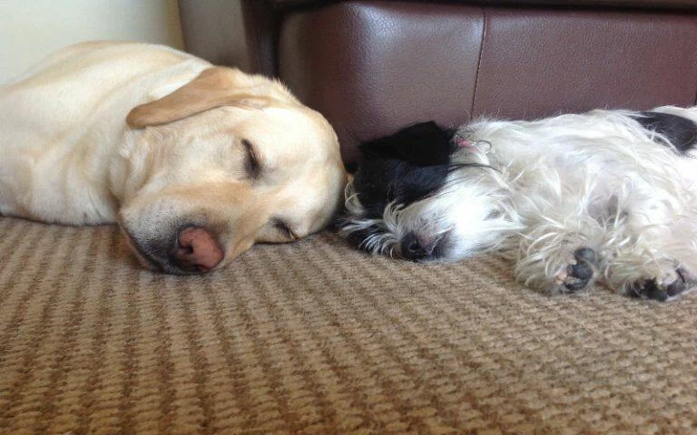 Do pets make you healthy