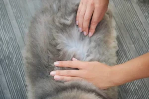 The-Hidden-Health-Risks-of-Pet-Fleas-What-You-Need-to-Know