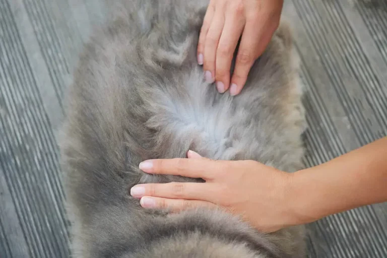 The-Hidden-Health-Risks-of-Pet-Fleas-What-You-Need-to-Know