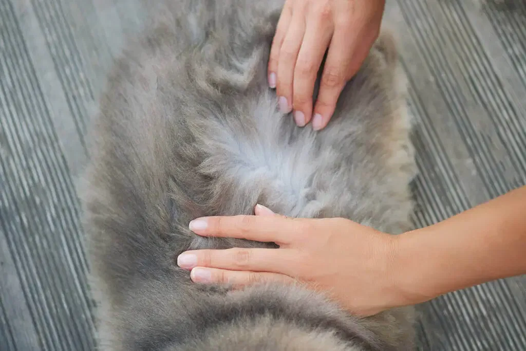 The-Hidden-Health-Risks-of-Pet-Fleas-What-You-Need-to-Know