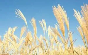 weetbix-the-breakfast-of-champions