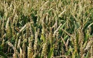 how-sorghum-can-lead-to-a-healthy-lifestyle