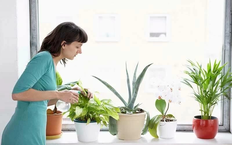 indoor-plants