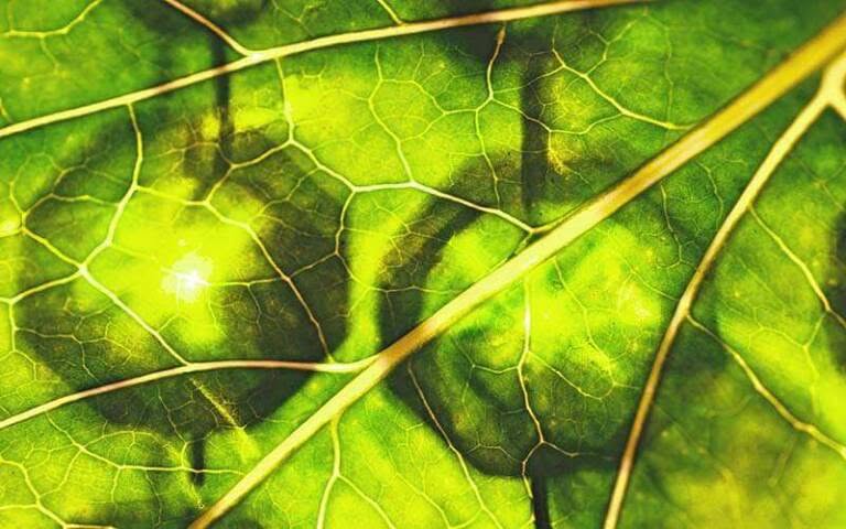 what-is-chlorophyll-a-look-at-the-green-pigment