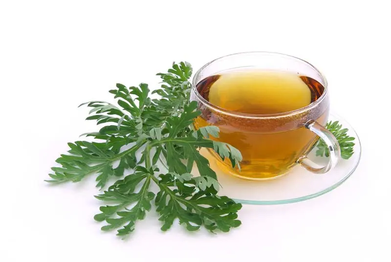 The-Powerful-Parasite-Killing-Properties-of-Wormwood