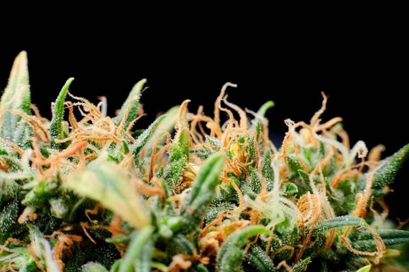 Breaking-the-Stigma-The-Role-of-Cannabis-in-Addressing-PTSD
