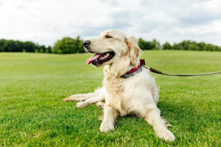 Busting-the-Bulge-Proven-Methods-for-Helping-Your-Dog-Lose-Weight-and-Keep-it-Off