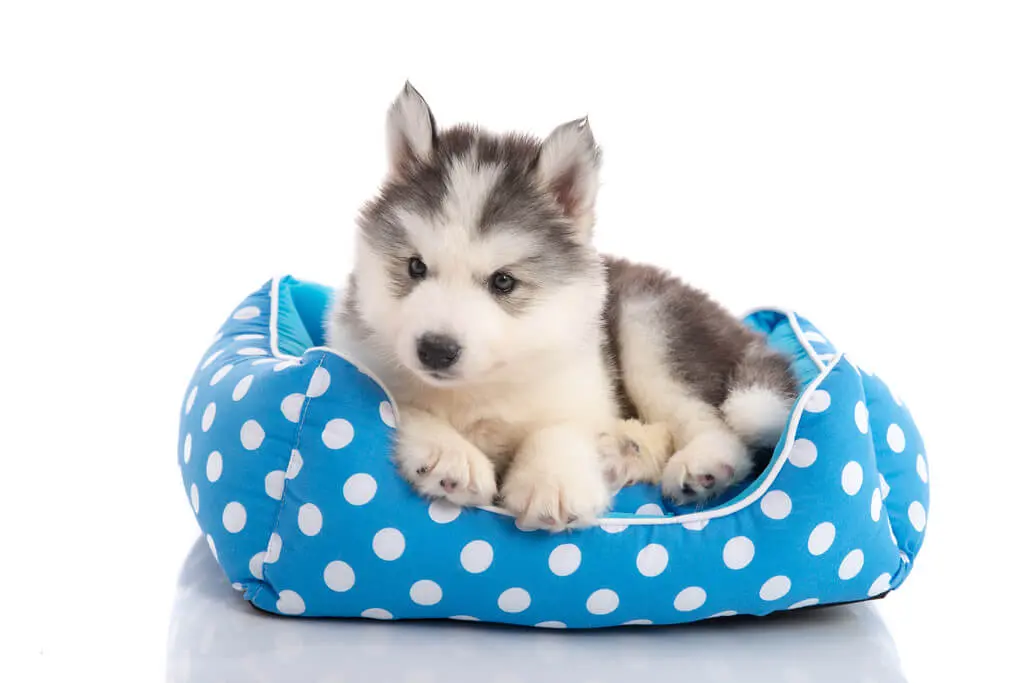 pet-friendly-environment