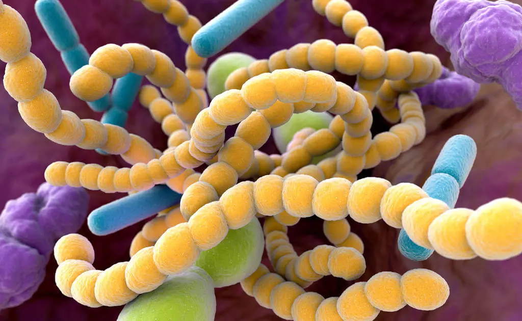 mouth-bacteria