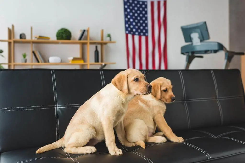 emotional-support-animals